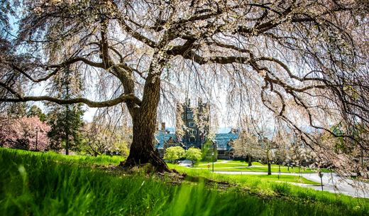 a large tree in the middle of a park.